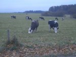 Glückliche Kühe am Biobetrieb in BEMAGRO in Malonty