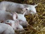 Glückliche Schweine der Biofarm Sasov