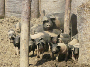 Die Freilandbehausung der Schweine auf der Biofarm Sasov